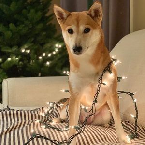 Meet your Posher, Ron